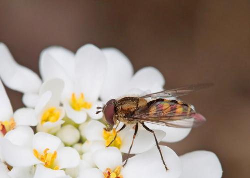 Réf. 229 311 : Parasyrphus punctulatus